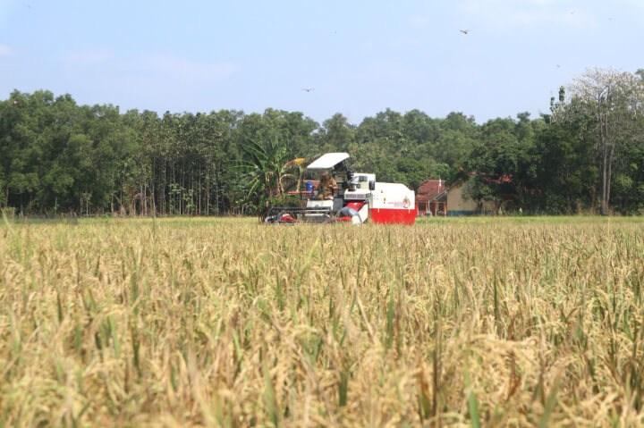 Panen Lebih Awal di Kuningan Perkuat Pasokan Beras Jelang El Nino