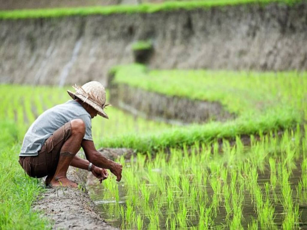 Cara Meningkatkan Hasil Panen Padi: Panduan Lengkap Petani Modern 2026