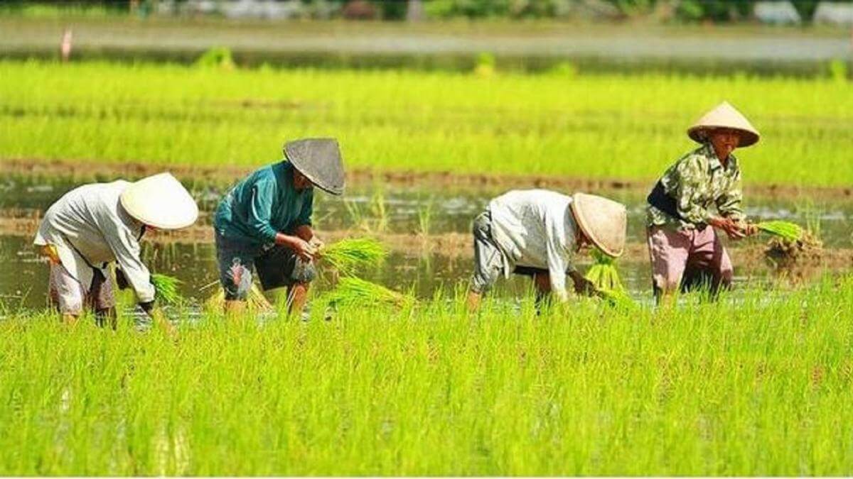 Transformasi Digital Pertanian: Teknologi Pertanian Modern Di Indonesia