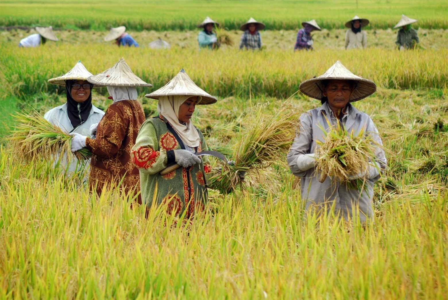 Jenis Pupuk Terbaik Untuk Tanaman Padi: Panduan Lengkap Panen Melimpah